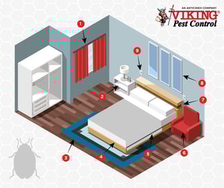 Bed-Bug-vector-art