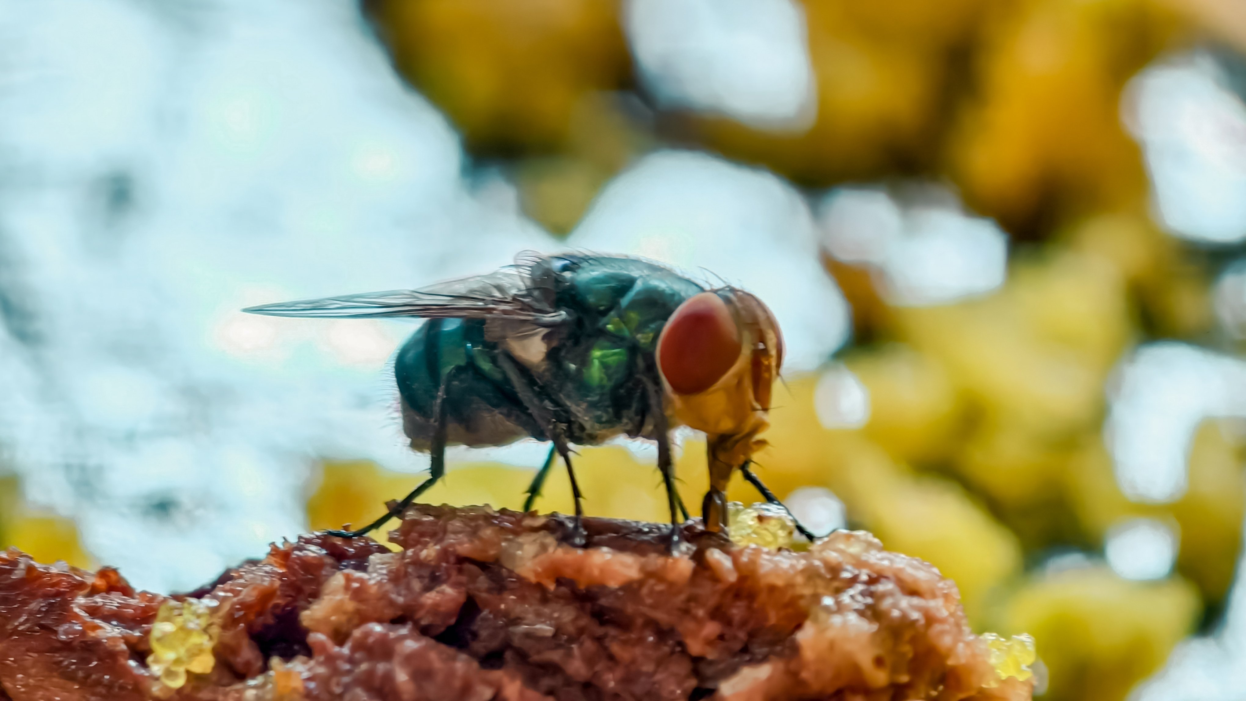 Fly Control in Philadelphia