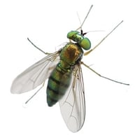 Greenhead-Fly-Exterminator-1