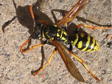 YellowJackets
