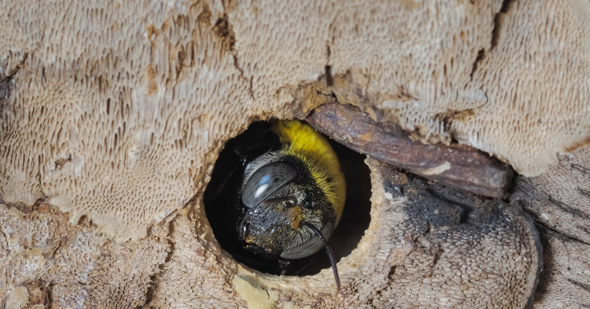 carpenter-bee-in-wood-hole
