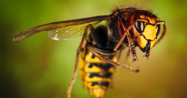 hornet-closeup