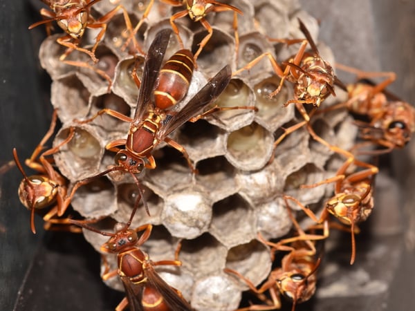 Paper Wasp Nest-1