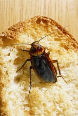 Periplaneta_americana1 - Cockroach