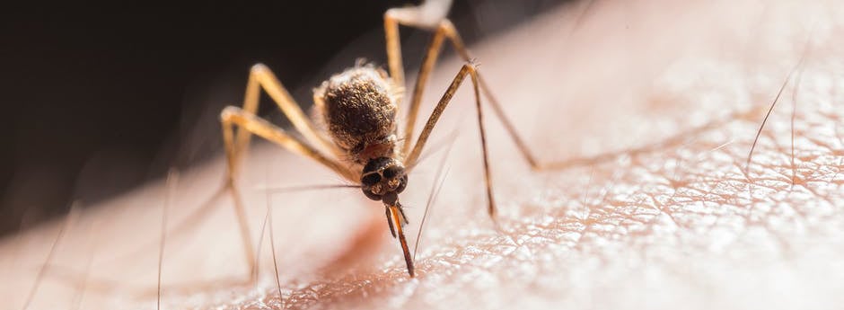 mosquitos cause west nile virus