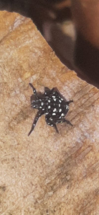 Spotted Lanternfly Nymph Plainfield NJ 2025