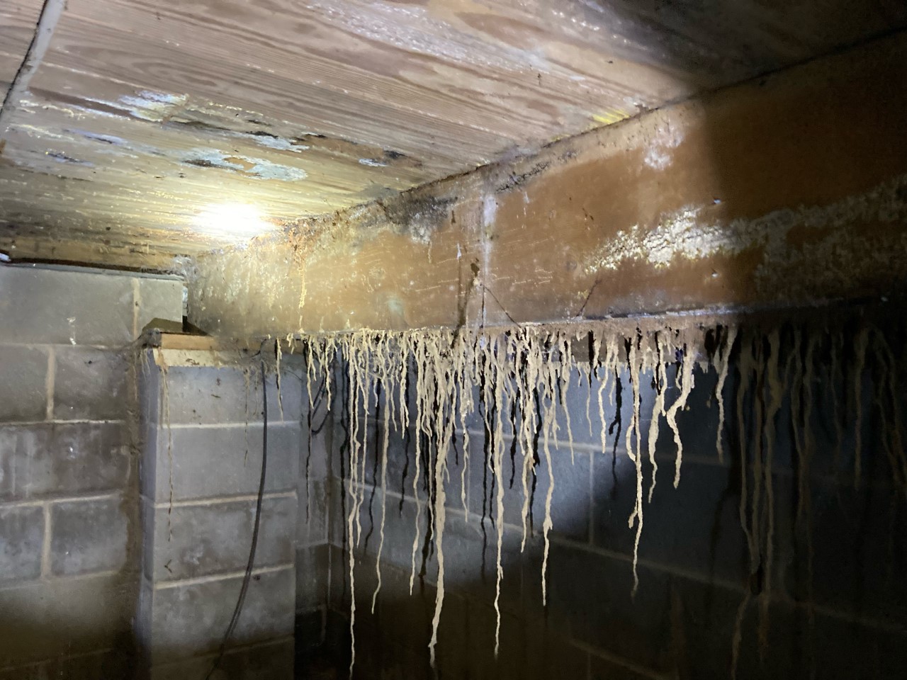 Termite Tunnels