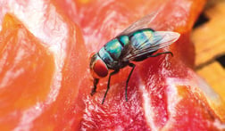 The most common pests in Food Retail