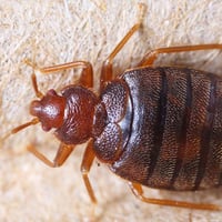 Viking Pest Control - Bed Bug Control-1