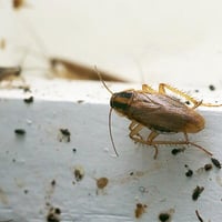 Viking Pest Control - Cockroach Control-1