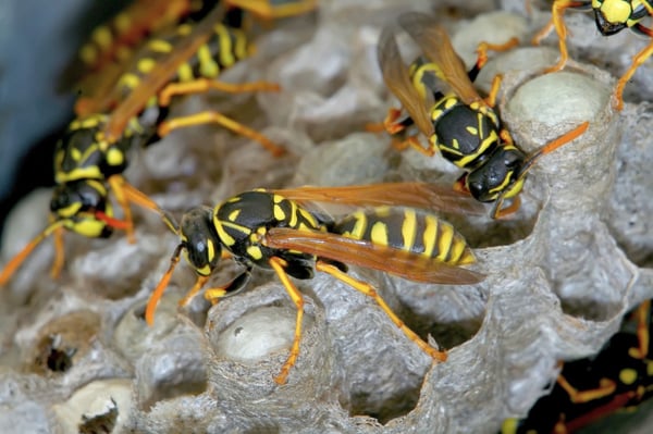 Wasp Nest Identification Guide