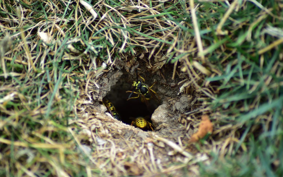 Yellow Jacket Nests