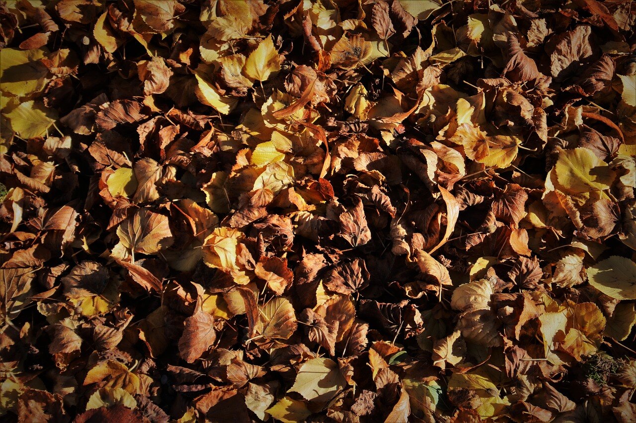 a-carpet-of-leaves-4545834_1280-1