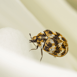 adult-carpet-beetle