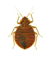 bed-bug-close-up-small
