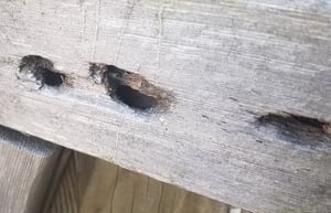 carpenter bee damage-small
