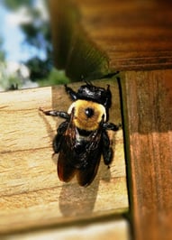 carpenter-bee-bumble-bee.jpg