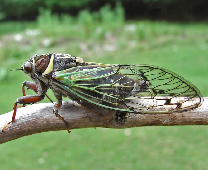 Everything You Need to Know About the Return of the Cicadas