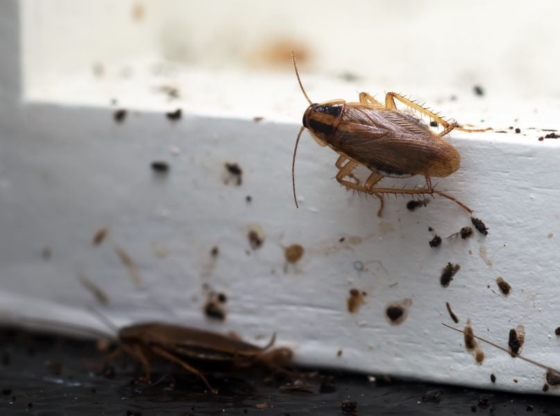 german cockroach
