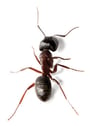 house-ant