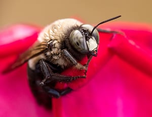 male-carpenter-bee