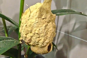 mud-dauber-nest-blog