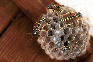 paper-wasp-nest-blog