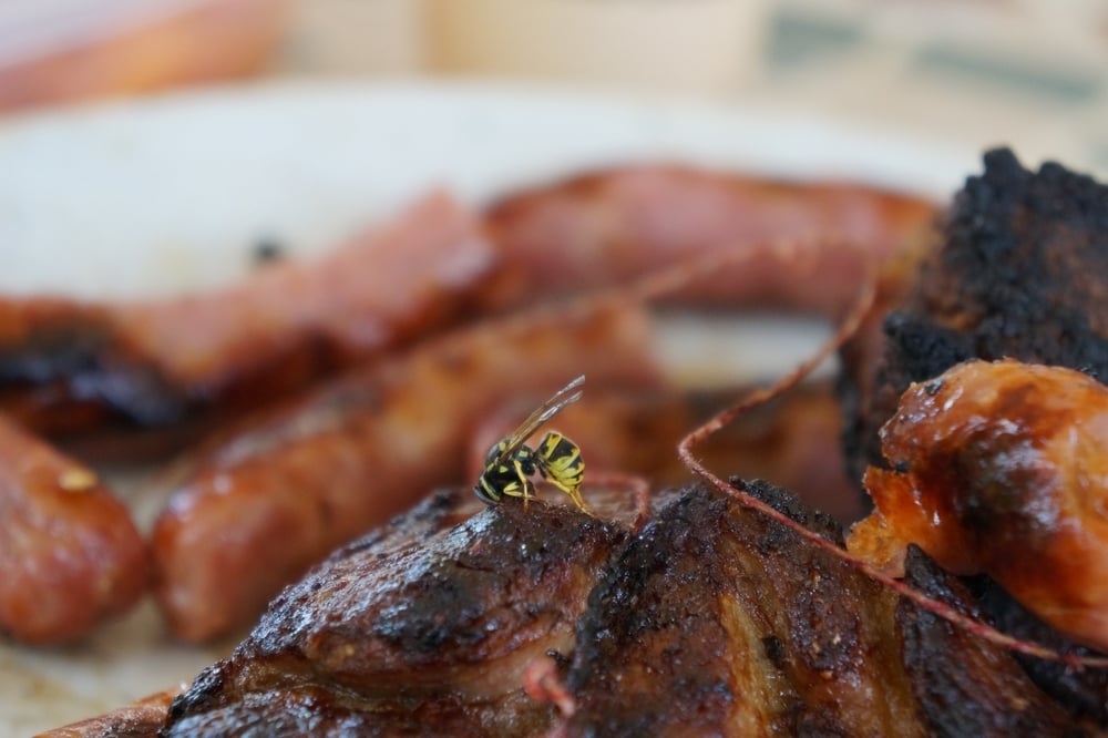 Wasp on Meat