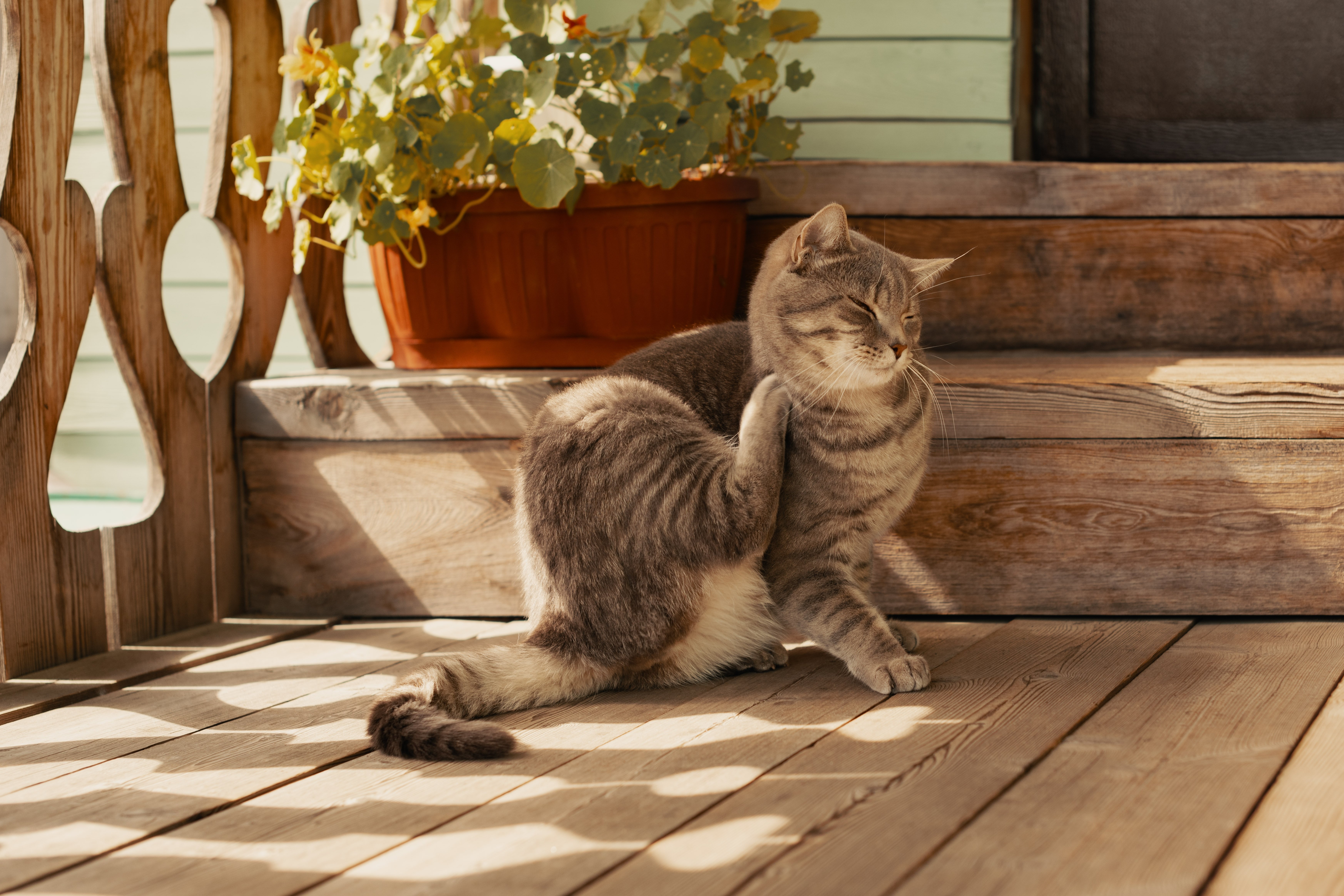 flea control for your cat