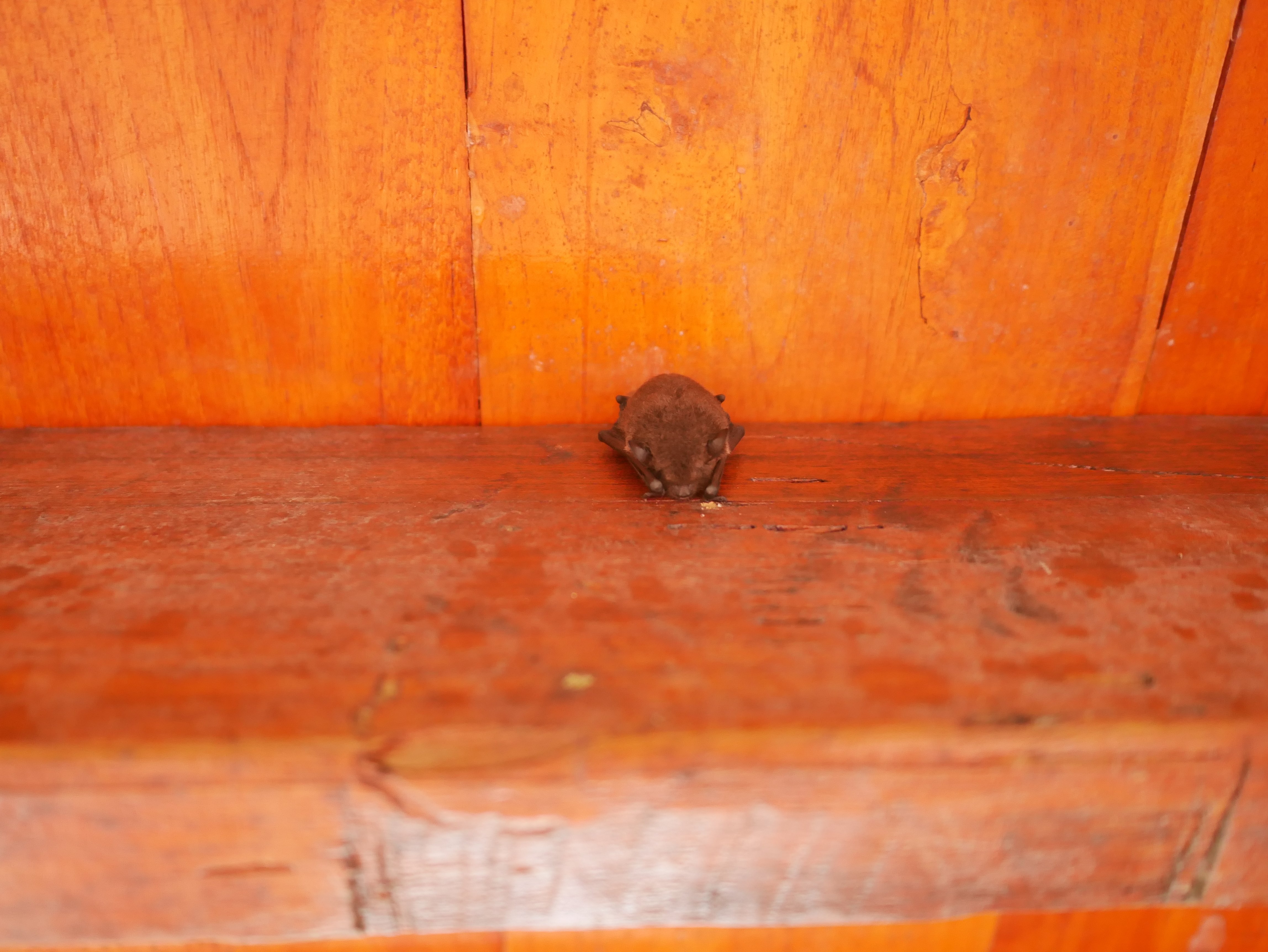 little brown bat baby