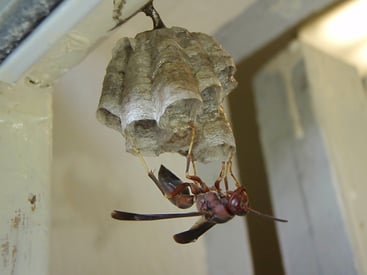 paper wasp