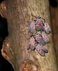 spotted lanternfly-tree-blog