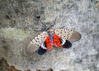 spotted-lanternfly-close-up