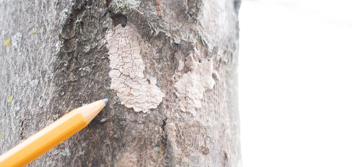 spotted-lanternfly-egg-mass-web-2