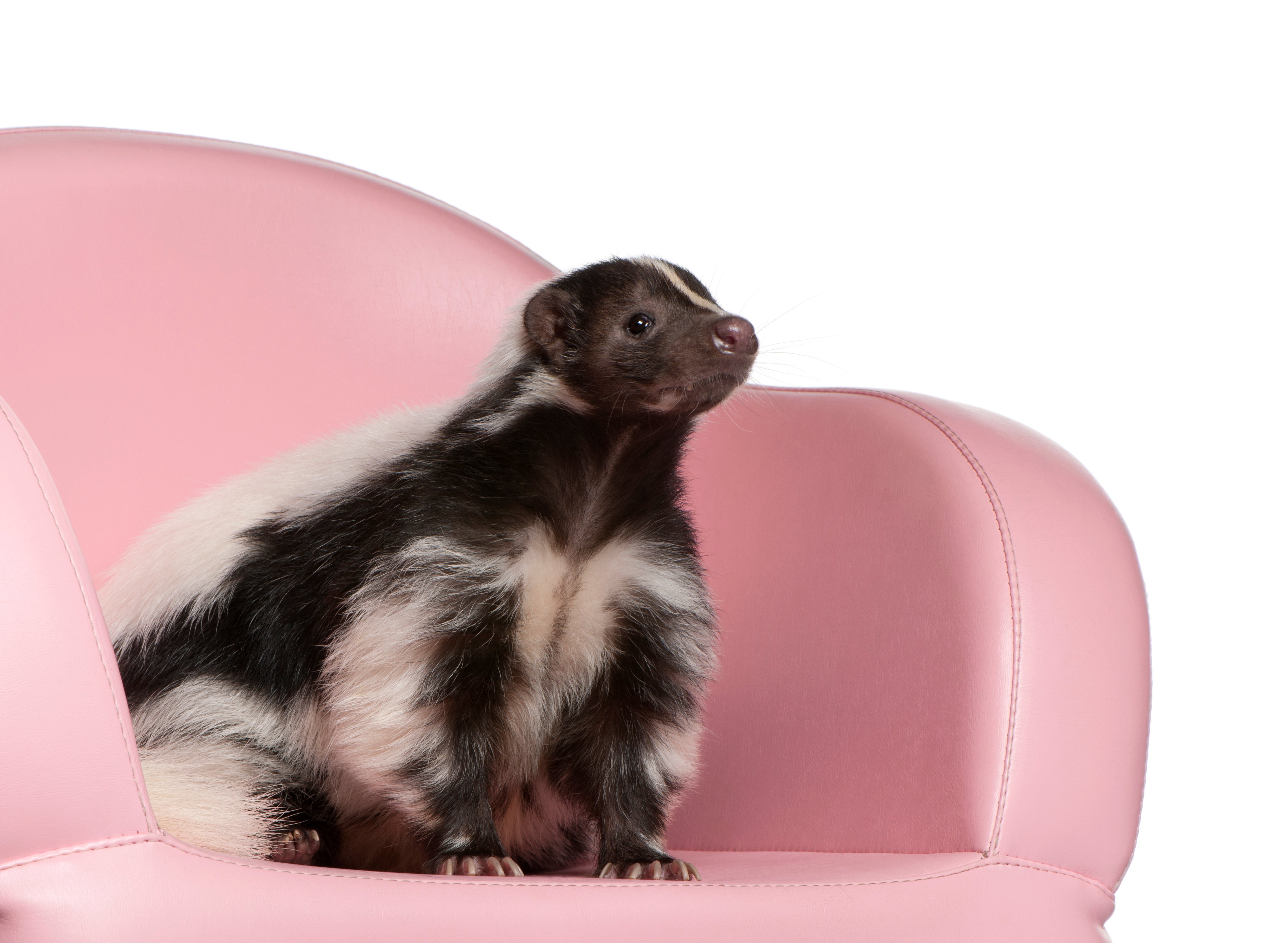 striped-skunk-mephitis-mephitis-5-years-old-sit-2024-09-26-21-27-06-utc