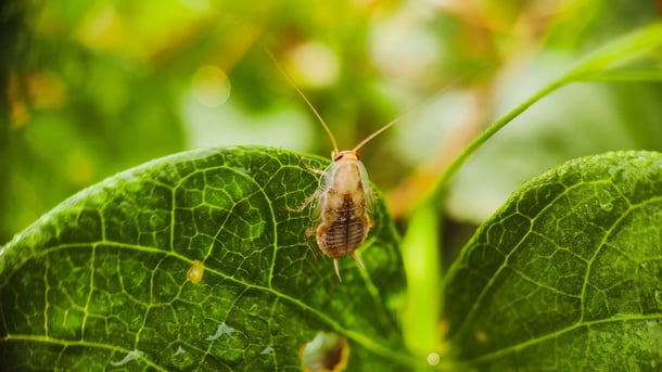 Tawny Field Cockroach control