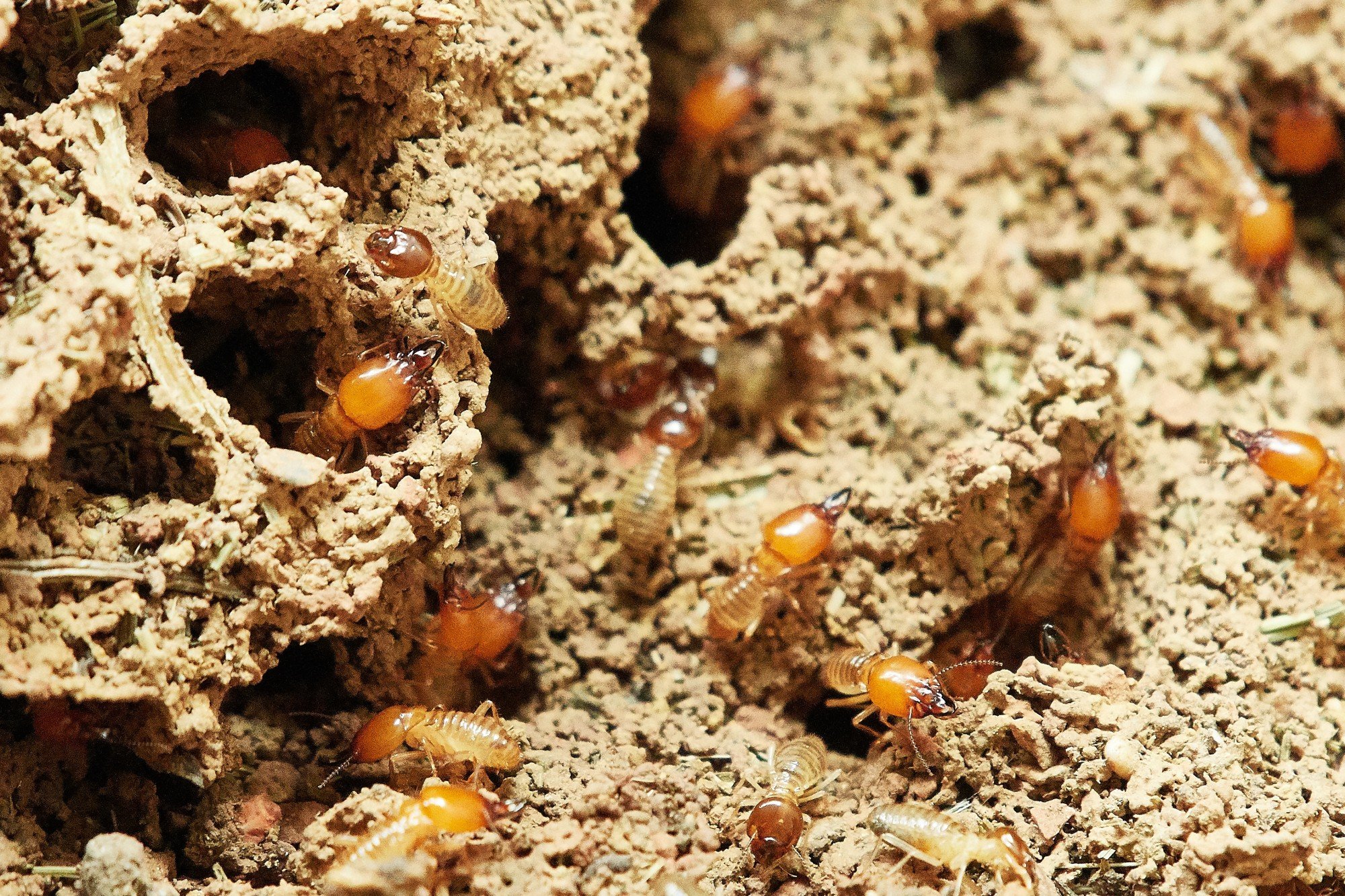 termites-nature-food (1)