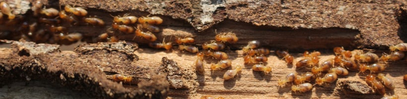 termites820x200