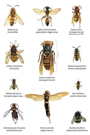 wasp-hornet-comparison