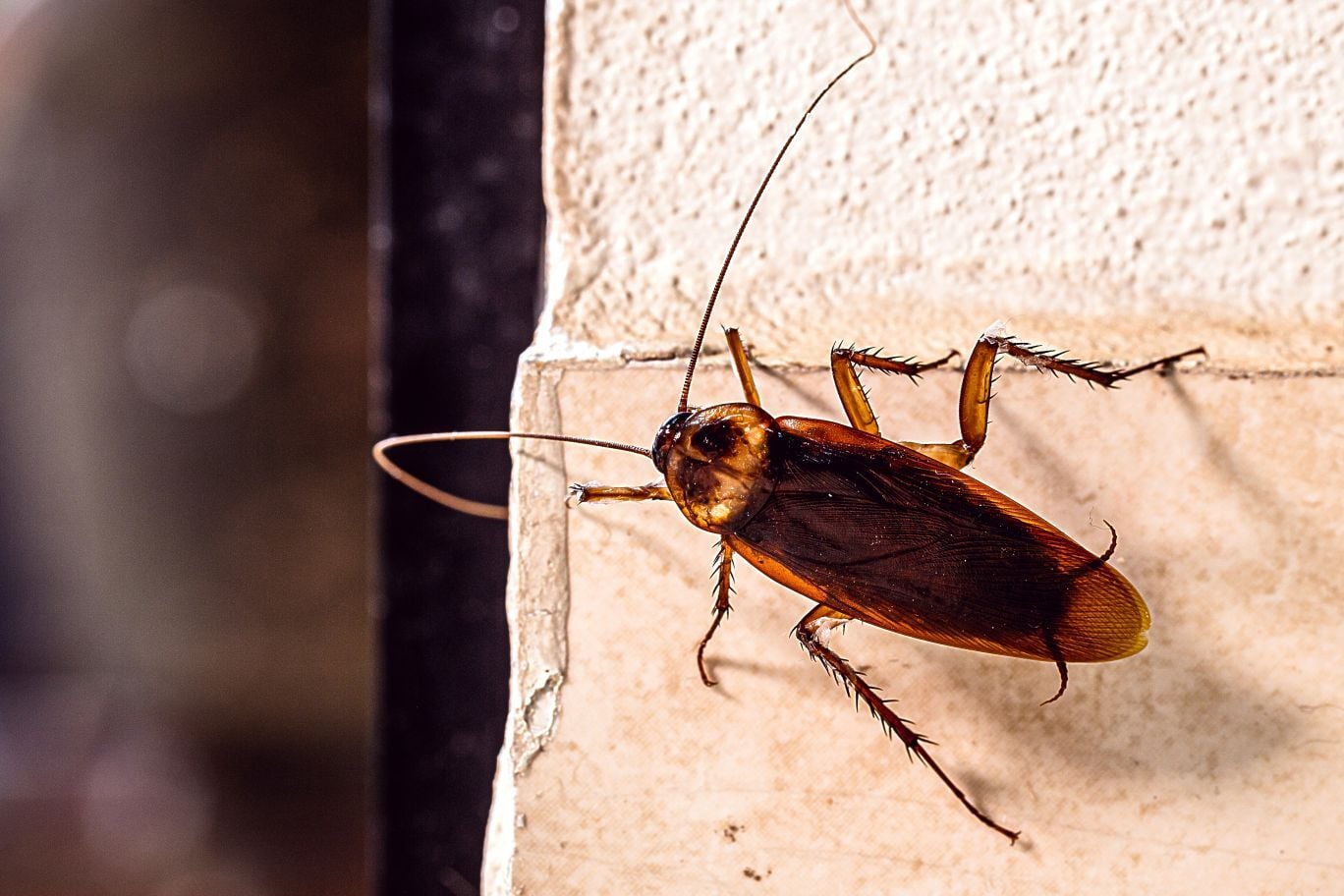 Worried You Need Pest Control for Roaches?