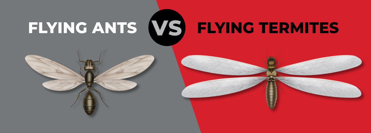 Flying Ants or Flying Termites? How to Tell The Difference