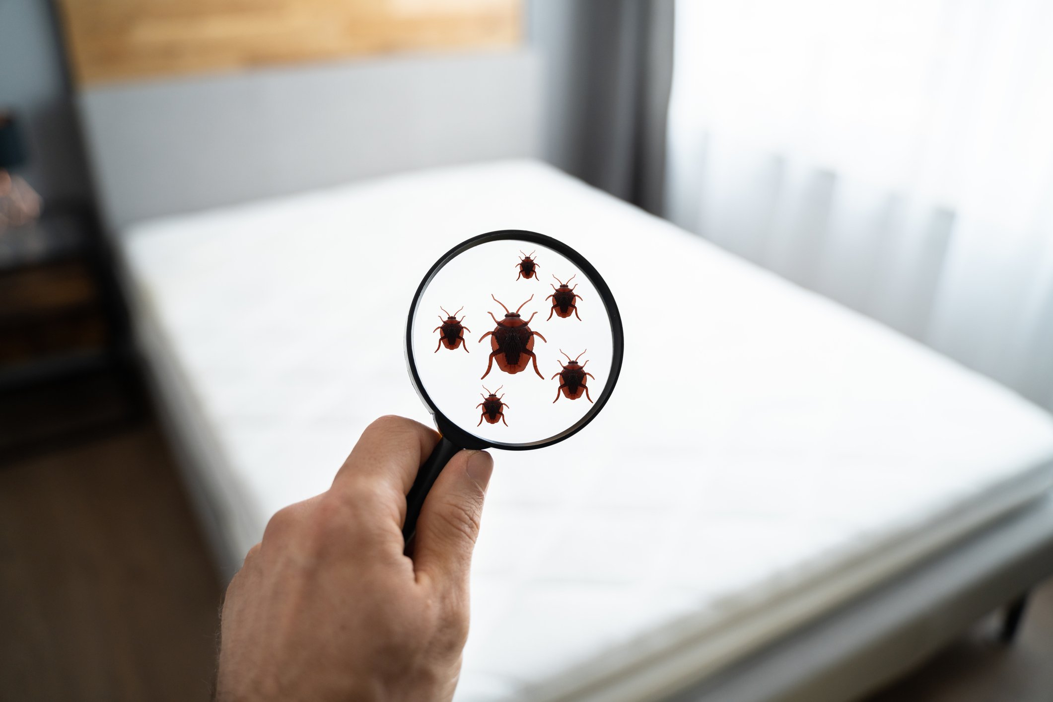 Are There Bedbugs in Your Hotel Room?