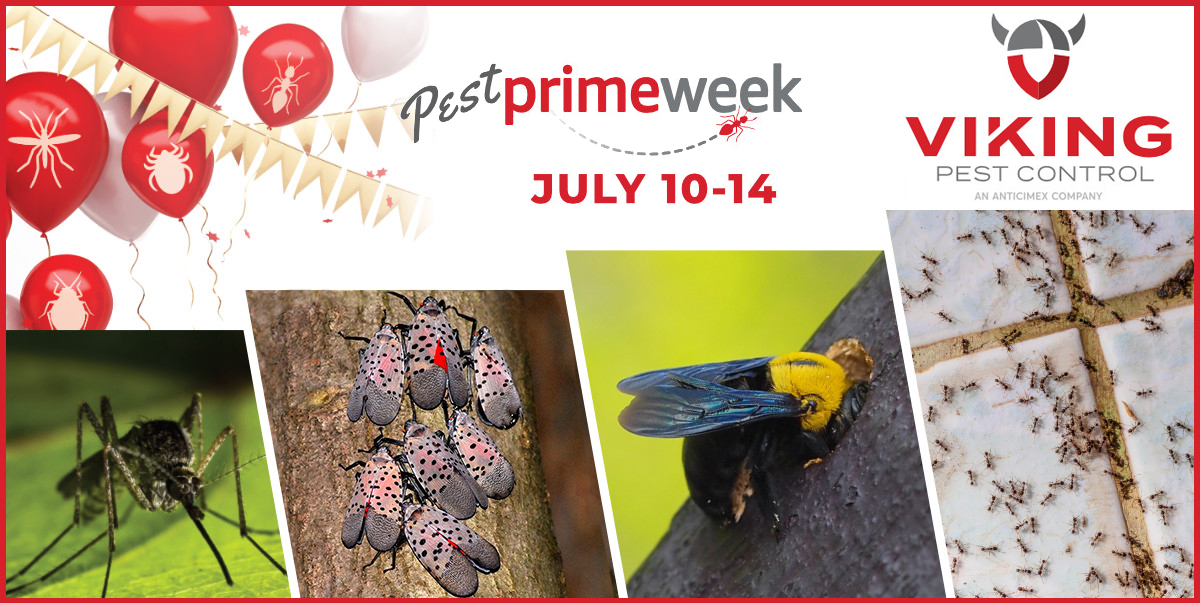 Viking Pest Control Offering Epic Savings During “PEST PRIME WEEK” from July 10-14