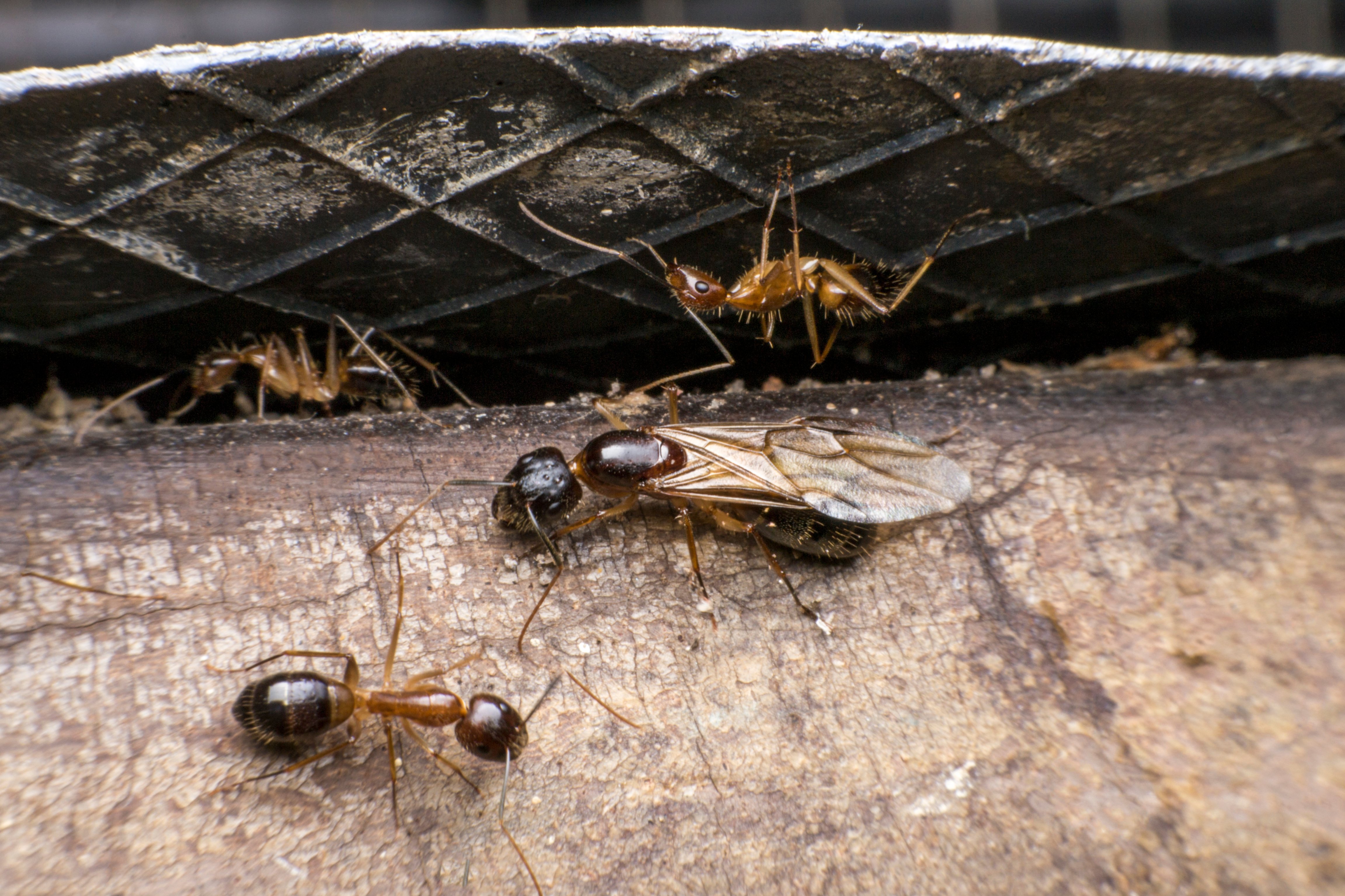 How To Identify Carpenter Ants In Your Home