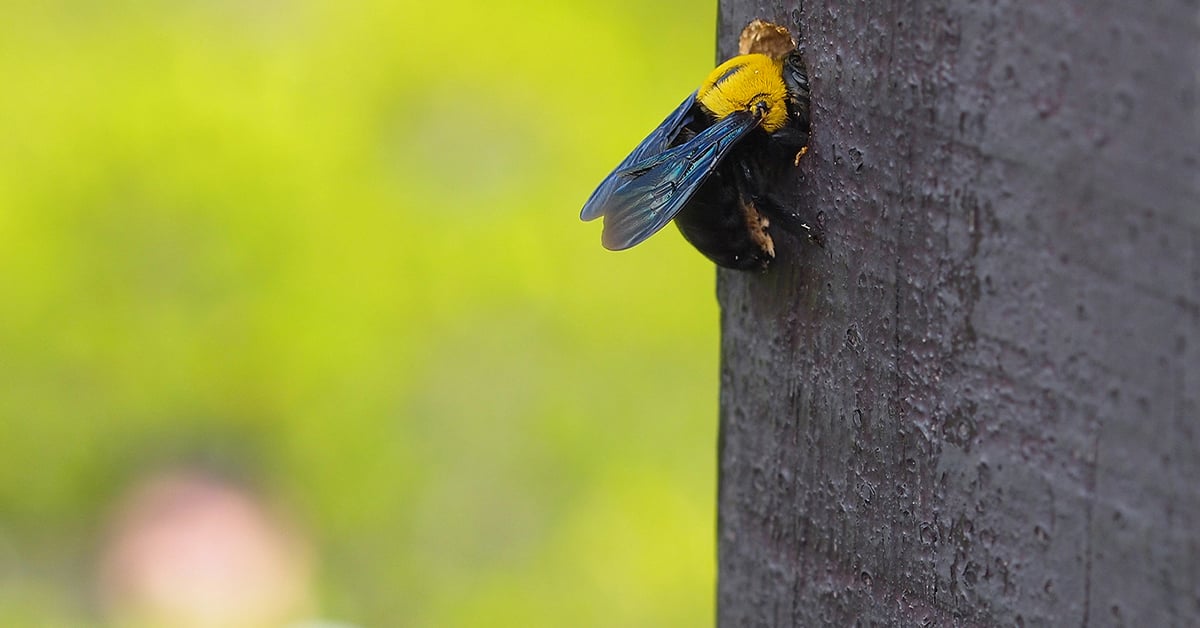 Do Carpenter Bee Traps Work?