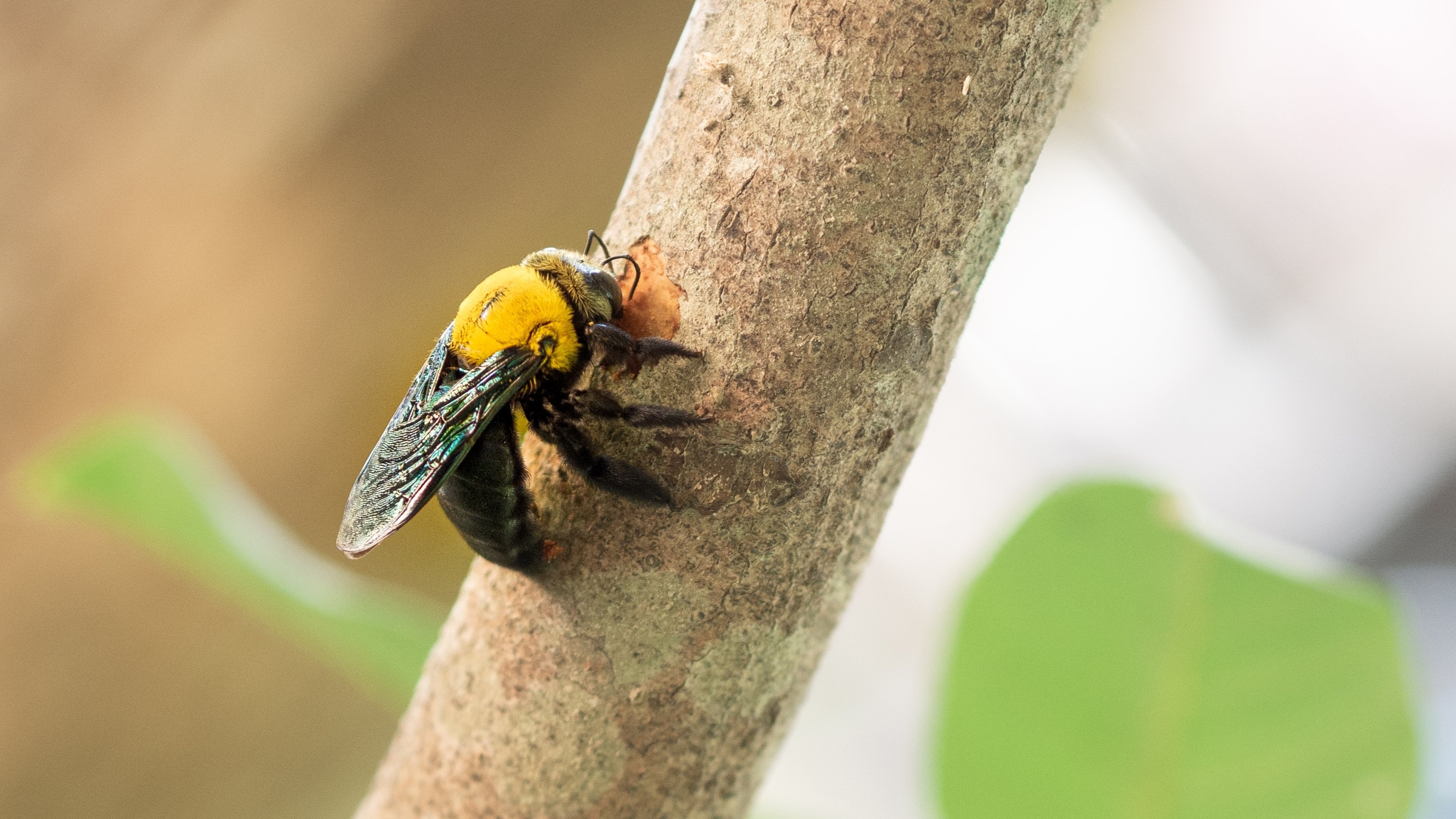 How to Prevent and Get Rid of Carpenter Bees