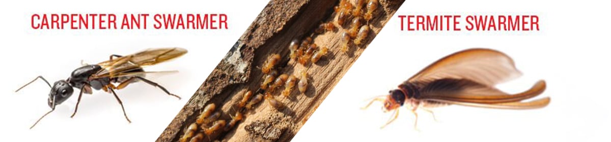 Termite Swarmers vs Carpenter Ant Swarmers