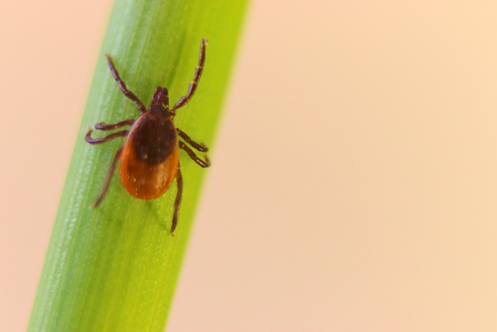 VIKING PEST CONTROL REPORTS SUBSTANTIAL UPTICK IN TICK ACTIVITY IN NEW JERSEY, PENNSYLVANIA, DELAWARE, AND MARYLAND