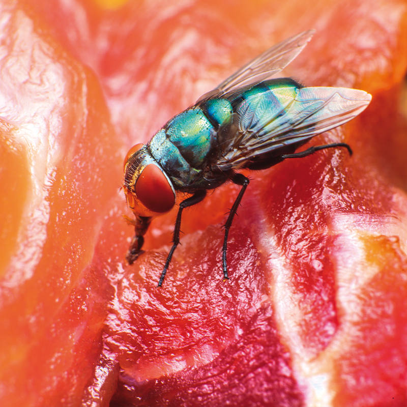 WHAT YOU MAY NOT KNOW ABOUT FRUIT FLIES