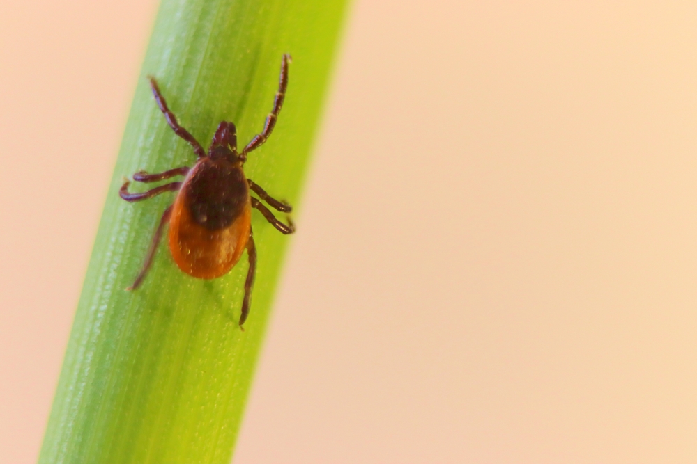 Ticks in Pennsylvania: What Homeowners Need to Know This Year